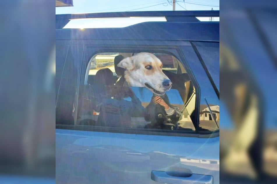 Zeppelin auf seinem langen Weg nach Hause. Laut seiner Besitzerin liebt der junge Hund das Autofahren!