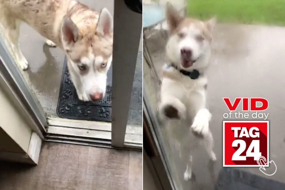 viral videos: Viral Video of the Day for July 1, 2023: Dog's shocking escape from lightning