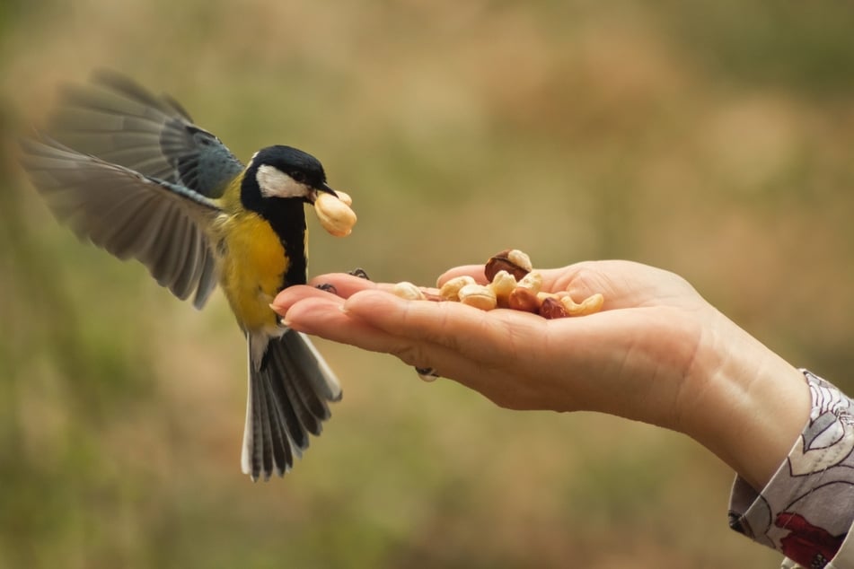 Nüsse und Kerne sind für Nestlinge ungeeignet. Der Verzehr endet in der Regel tödlich.