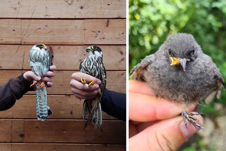 Ob Rotfußfalke (l.), Baumfalke (M.) oder Hausrotschwanz - alle bekommen Hilfe in der Wildvogelauffangstation.