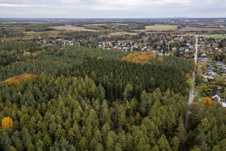 Werden sich im Werdauer Wald bald vier Windräder drehen?