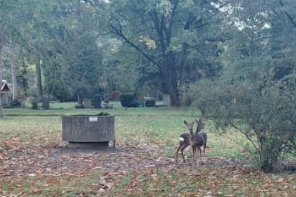 Immer mehr Rehe tummeln sich auf dem Gelände des Südfriedhofs. Leider haben sie es jedoch allzu oft auf Blumen und anderes Grün abgesehen, das auf Gräbern gepflanzt wird. (Archivfoto)