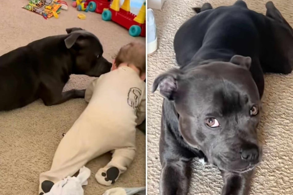 Smokey the dog and baby Crue get along well, but siblings will be siblings! The dog recently developed a curious habit, and it's getting him viral attention.