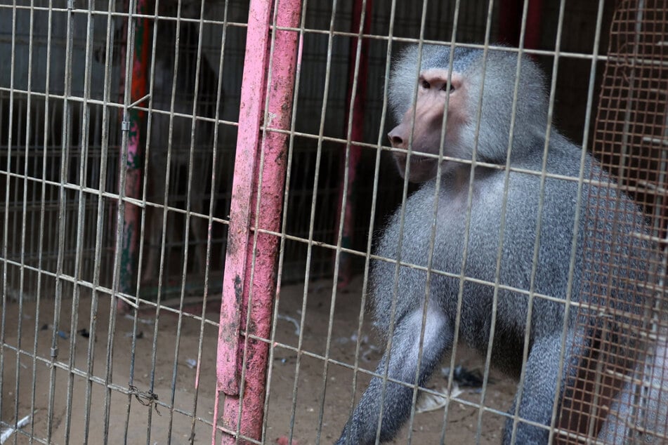 Rafah Zoo, located in Gaza's far south, is facing a crisis as animals starve amid a scarcity of resources due to the war with Israel.