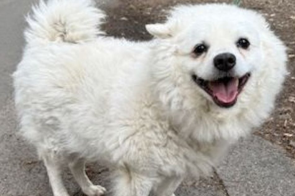Der freundliche Vierbeiner sehnt sich nach einem liebevollen Zuhause bei netten Hundefreunden.