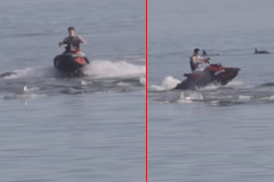 Zwei Jetski-Fahrer haben in Australien eine Gruppe von Delfinen gestört. Den Männern droht nun eine heftige Strafe.