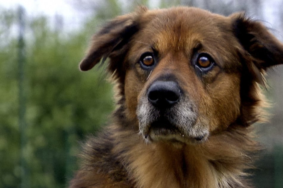 Hund wurde jahrelang in unbewohntem Haus alleingelassen: Findet Bonzo jetzt sein Glück?