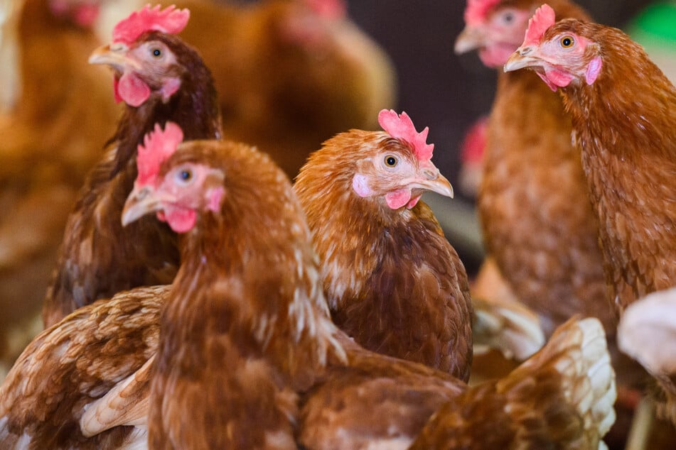 Millionenschaden! Tausende Hühner sterben bei Stallbrand