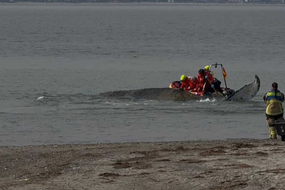 Wal an Ostseeküste gestrandet: Retter wollen Tier von Boot aus helfen