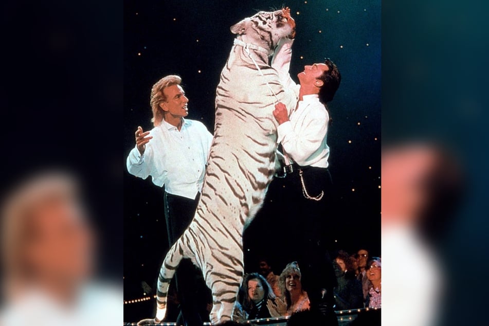 Siegfried und Roys Markenzeichen waren ihre Auftritte mit weißen Tigern.