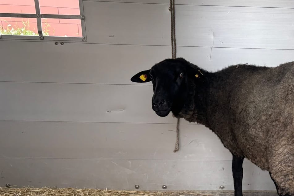 Homme égorge des moutons volés dans son appartement : la police exprime un soupçon terrible