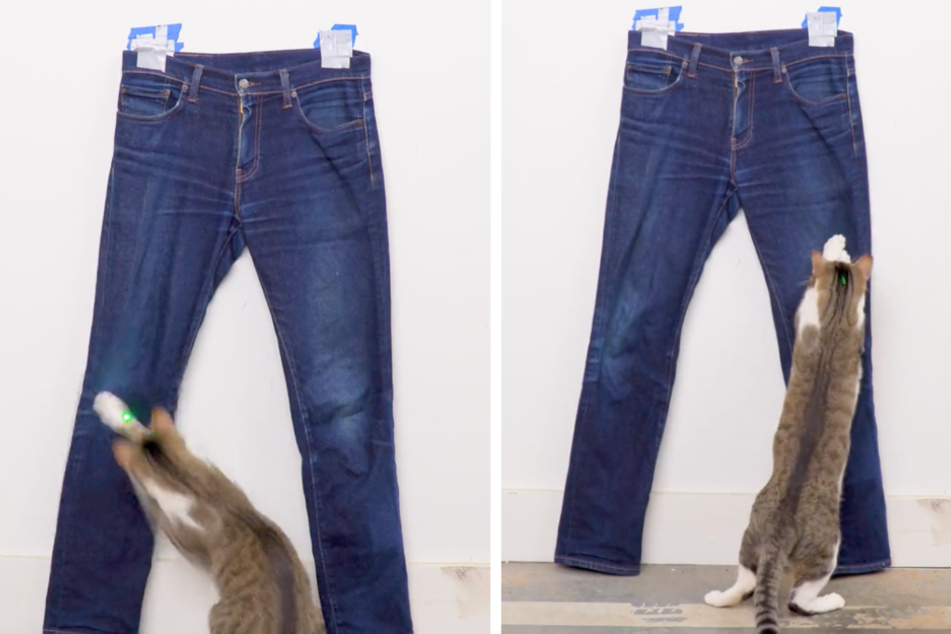 Fashionista cat distresses jeans and impresses the internet!