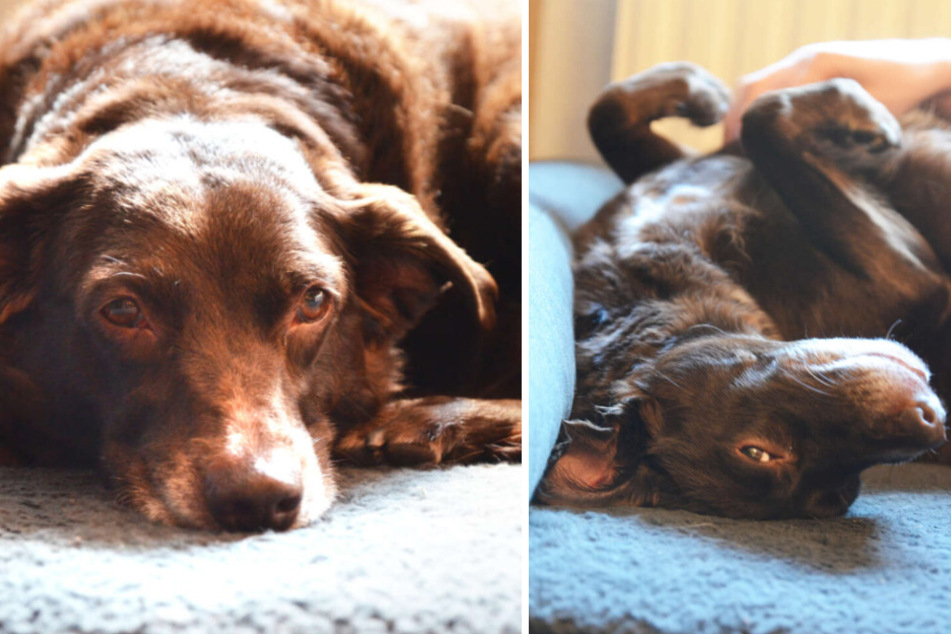 Tierischer Herzschlag: Eine Liebesgeschichte auf vier Labrador-Pfoten
