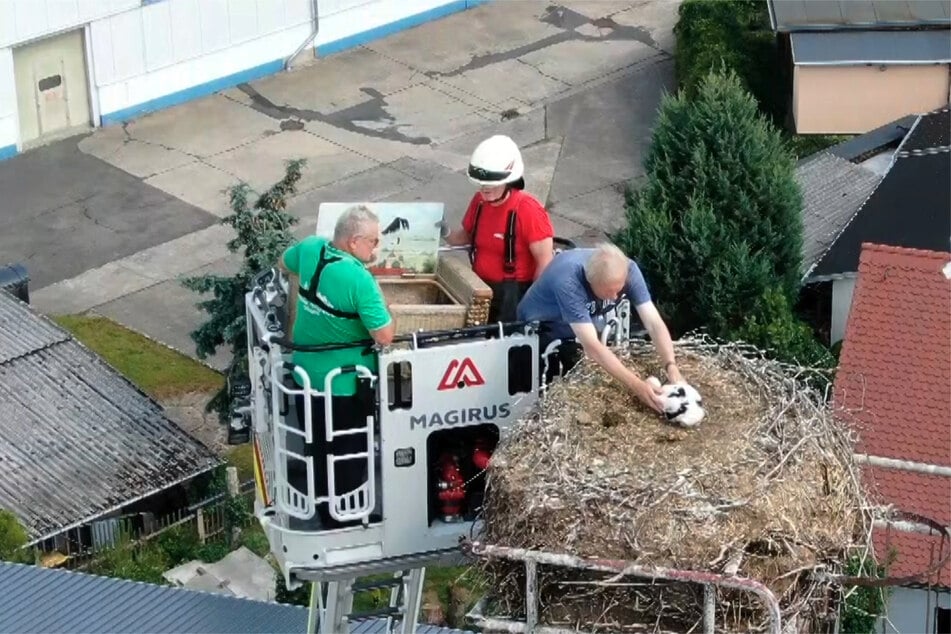 Die Feuerwehr musste anrücken, um mit einer Leiter die Jungstörche aus dem Nest zu holen. Nach der Beringung wurden sie wieder dort abgesetzt.