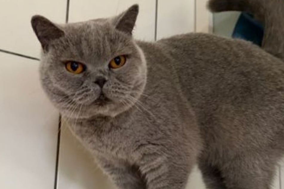 Katze Nala landete nach nur wenigen Wochen in ihrem neuen Zuhause im Tierheim Köln-Dellbrück.