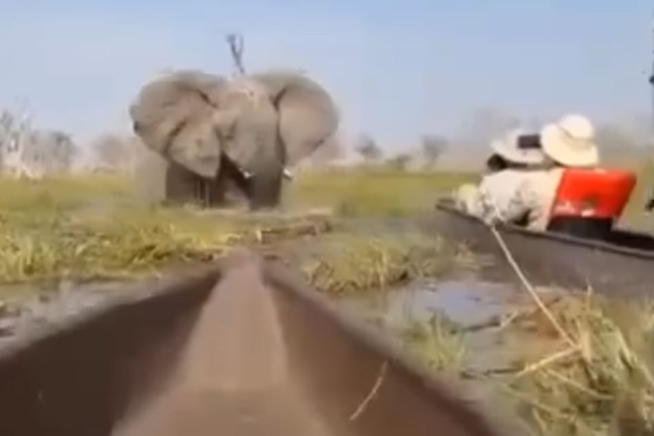 Der Elefant stürmte wütend auf die Urlauber in ihren Kanus zu.