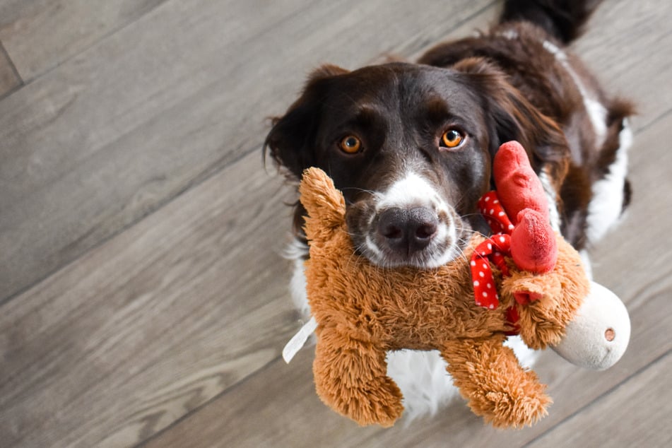 Deinen Hund drinnen beschäftigen: Mit diesen 6 Indoor-Spielen klappt's