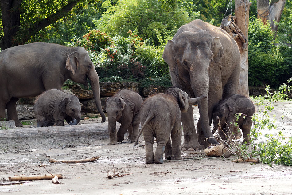 Momentan tummeln sich gleich vier Elefantenbabys im Leipziger Zoo.