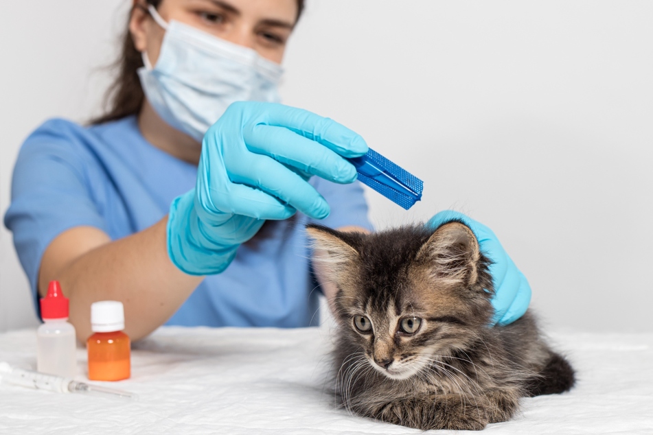 Um Würmer bei Katzen wirksam zu bekämpfen, sollte man zum Tierarzt gehen und eine Wurmkur durchführen.