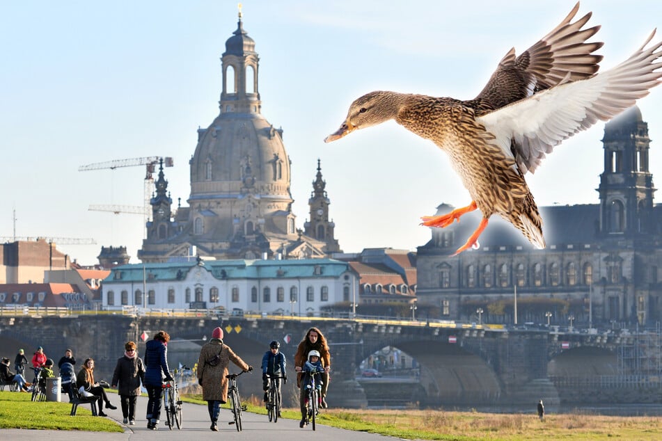 Auf dem Elberadweg kam es am Samstag zu einem tödlichen Zusammenstoß. (Symbolfoto)