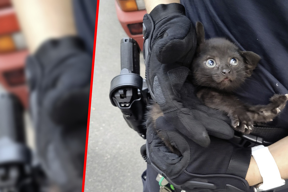 Ungewöhnlicher Polizei-Einsatz in Erfurt: Katzenbaby aus Motorraum gerettet!