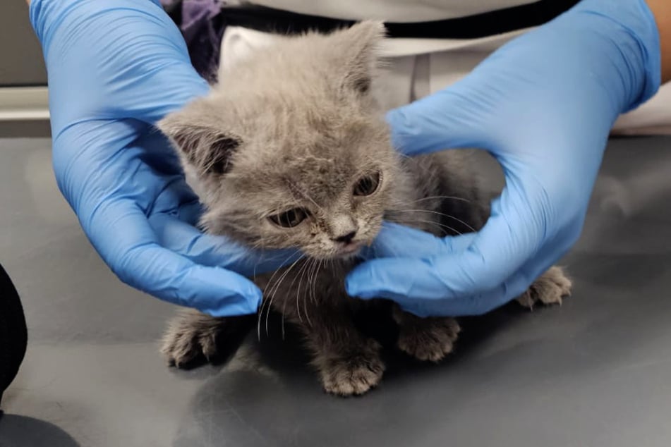 Massiv unterernährt, todkrank und mit gebrochenem Schwänzchen kam Malou bei den Tierschützern der "Babyklappe" an.