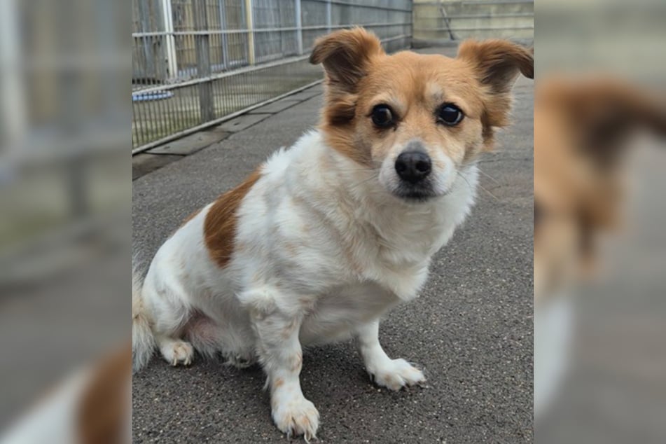 Bobo urodził się prawdopodobnie w 2013 lub 2014 roku, więc ma około jedenastu do trzynastu lat.