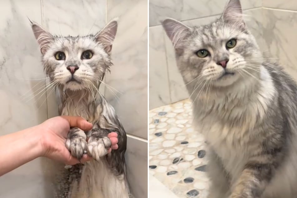 TikTokers cannot believe how calm this cat is about getting a bath!