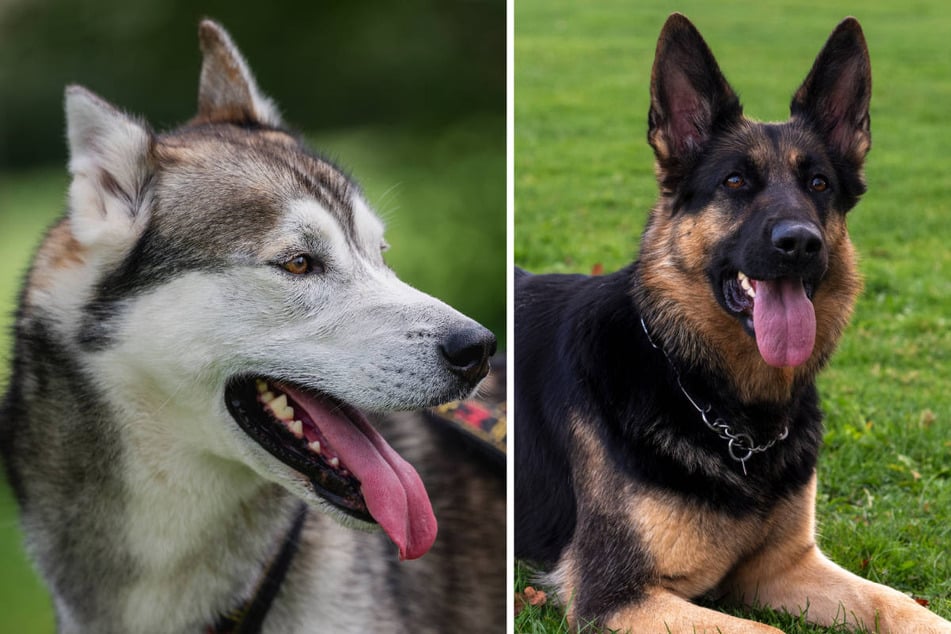 Husky (l.) und Schäferhund sollen nach Angaben des Tierheims die Eltern von Teddy sein. (Symbolfoto)
