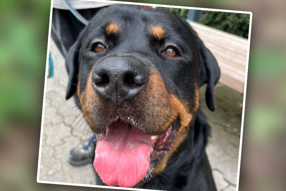 Rottweiler Bruno wurde auf Anraten des Veterinäramtes im Tierheim Köln-Dellbrück abgegeben.