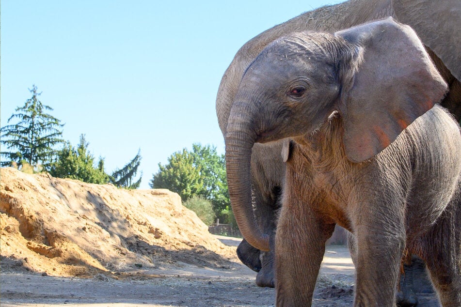 Nach Geburt im Magdeburger Zoo: Elefanten-Jungtier zeigt sich in der Außenanlage