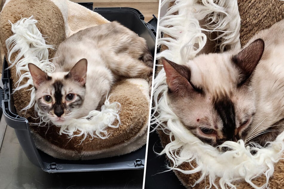 Die Bengalkatze hat sich mit der tödlichen Katzenseuche FIP infiziert.