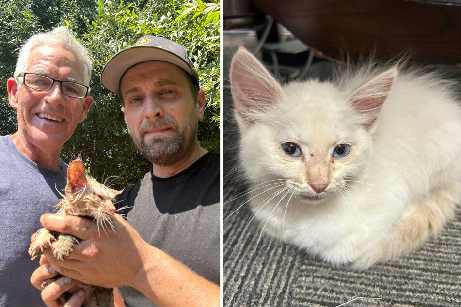 Andy the cat was ultimately rescued and is on the road to recovery.