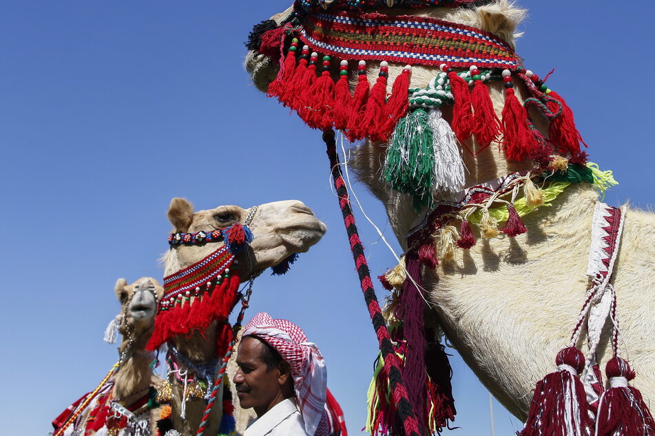 Die Kamele werden für den Wettbewerb traditionell geschmückt. (Archiv-/Symbolbild)