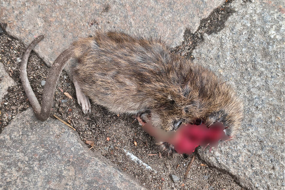Fast alle der zwölf Berliner Bezirke leiden unter einer Rattenplage.