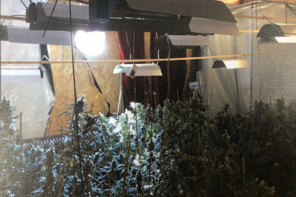 Die Polizei hat im September eine Drogen-Plantage mit rund 600 Hanf-Pfanzen entdeckt.