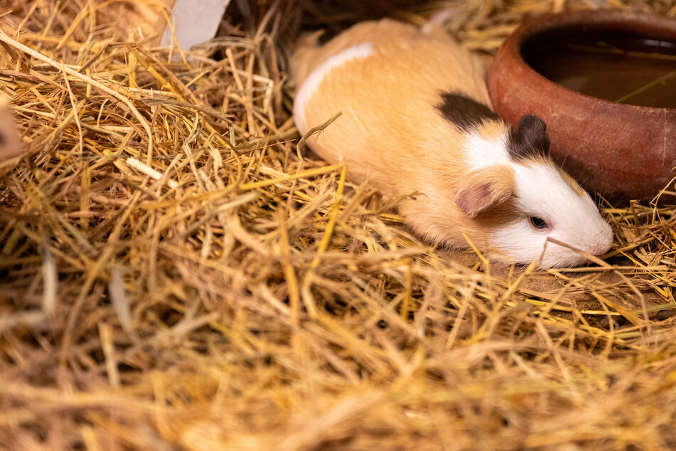 Stroh speichert Wärme und eignet sich daher prima als natürliche Wärmequelle.