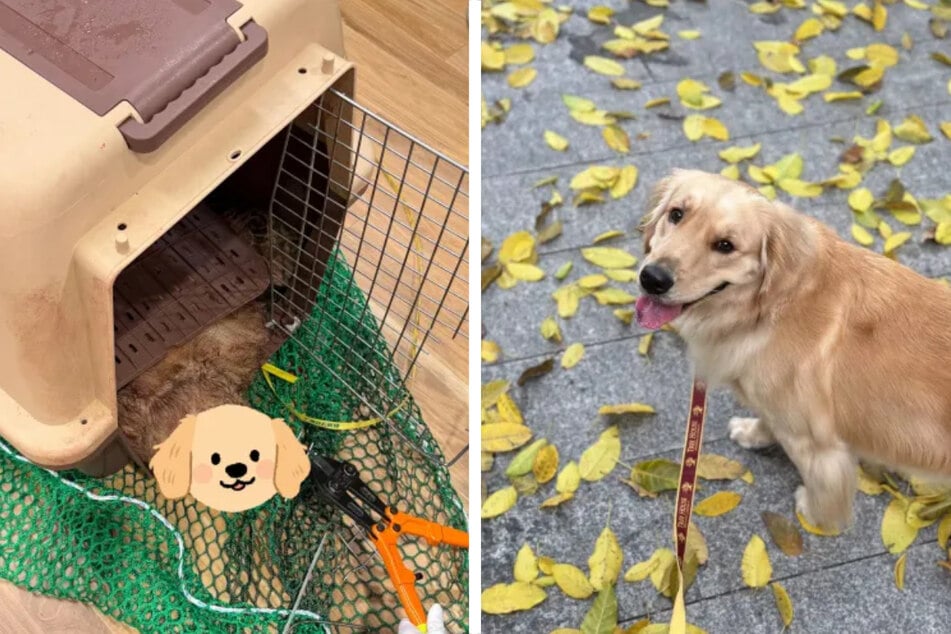 Hundedame Bubble kam während einer Flugreise ums Leben.
