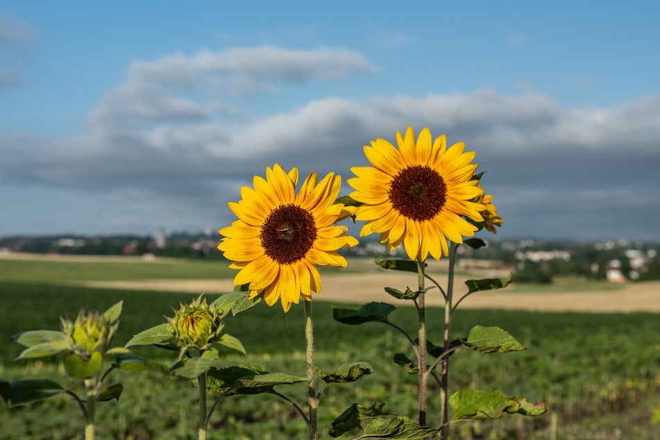 Trotz wechselhaftem Wetter bleibt es im Südwesten sommerlich warm.