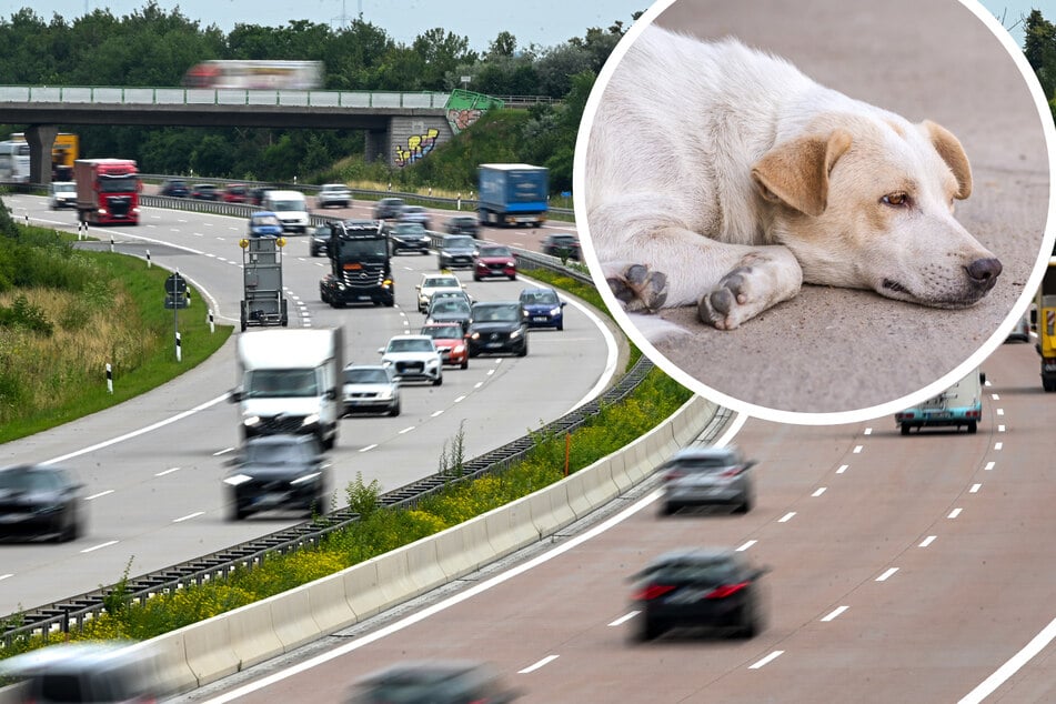 Hund vergessen: Fahrer legt Rückwärtsgang auf Autobahn ein!