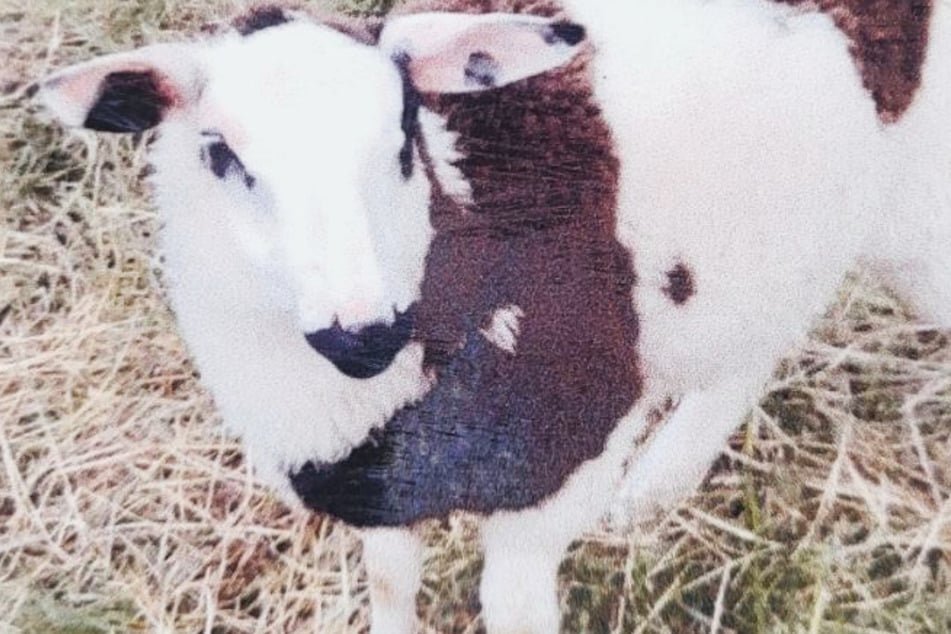 Das Foto zeigt das braun-weiß gefleckte Schaf, welches von einer Weide bei dem Odenwald-Dorf Pfaffen-Beerfurth gestohlen wurde.