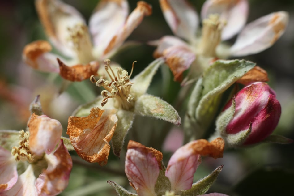 Welke Blüten sind die Folge zweier frostiger Nächte im April. (Archivbild)