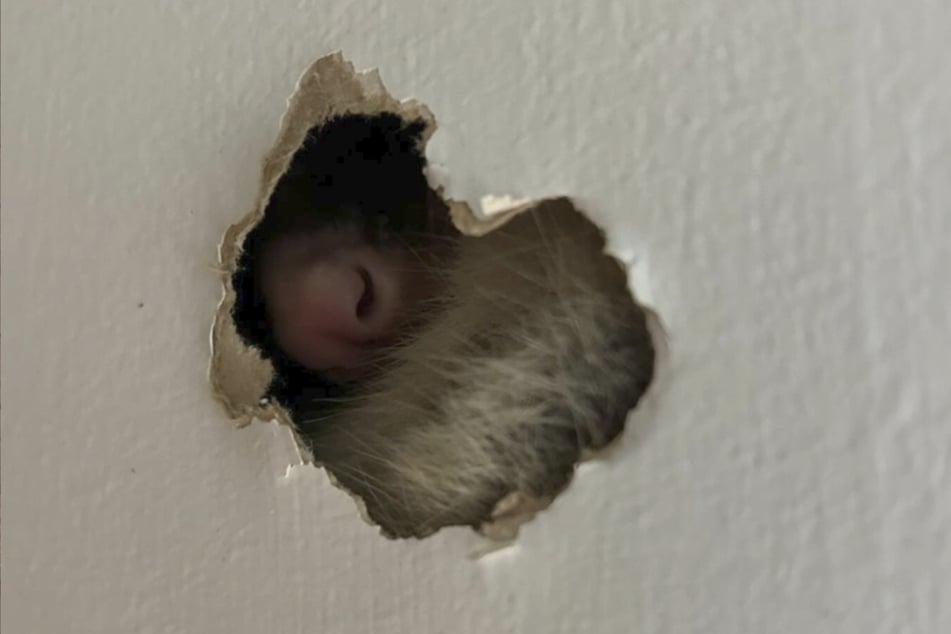 Hinter der Wohnzimmerwand hatte sich ein kleines Opossum versteckt.