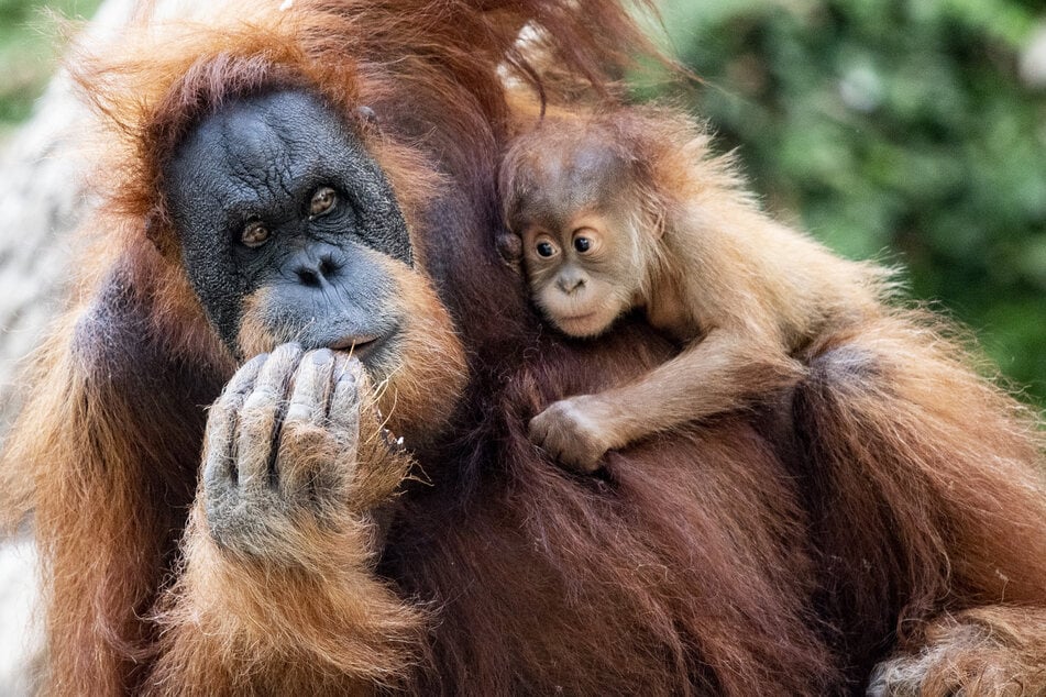 Bayi Das Orang-Utan "Perhitungan" tergantung di pelukan ibunya "Toba 