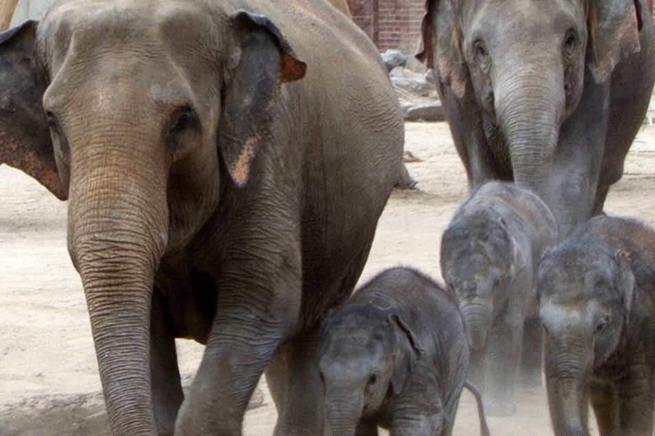 Am 12. und 13. August finden im Zoo Leipzig die "Entdeckertage Elefanten" statt.