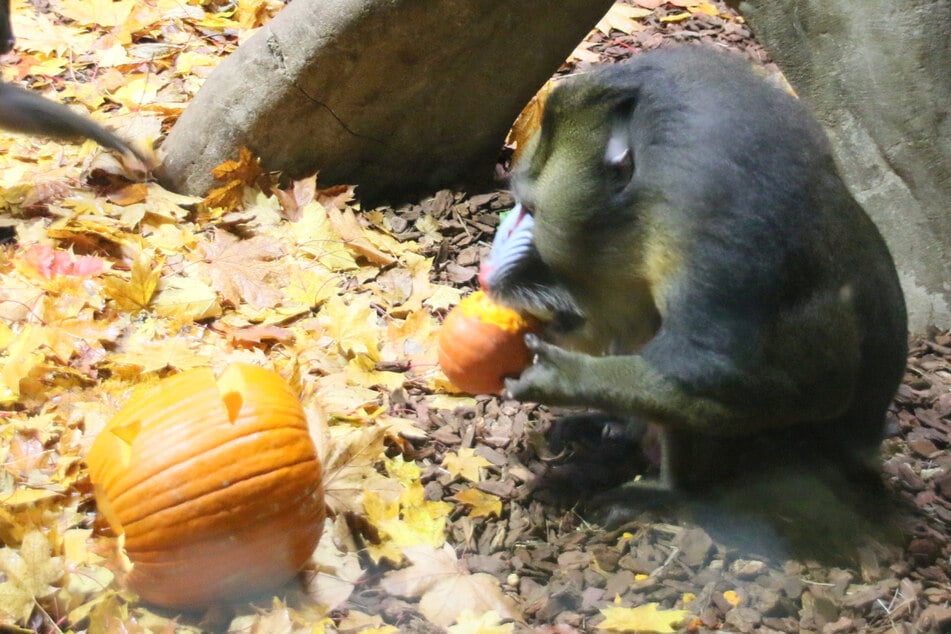 Der Mandrill-Boss schnappte sich sofort einen großen und einen kleinen Kürbis und biss beherzt zu.