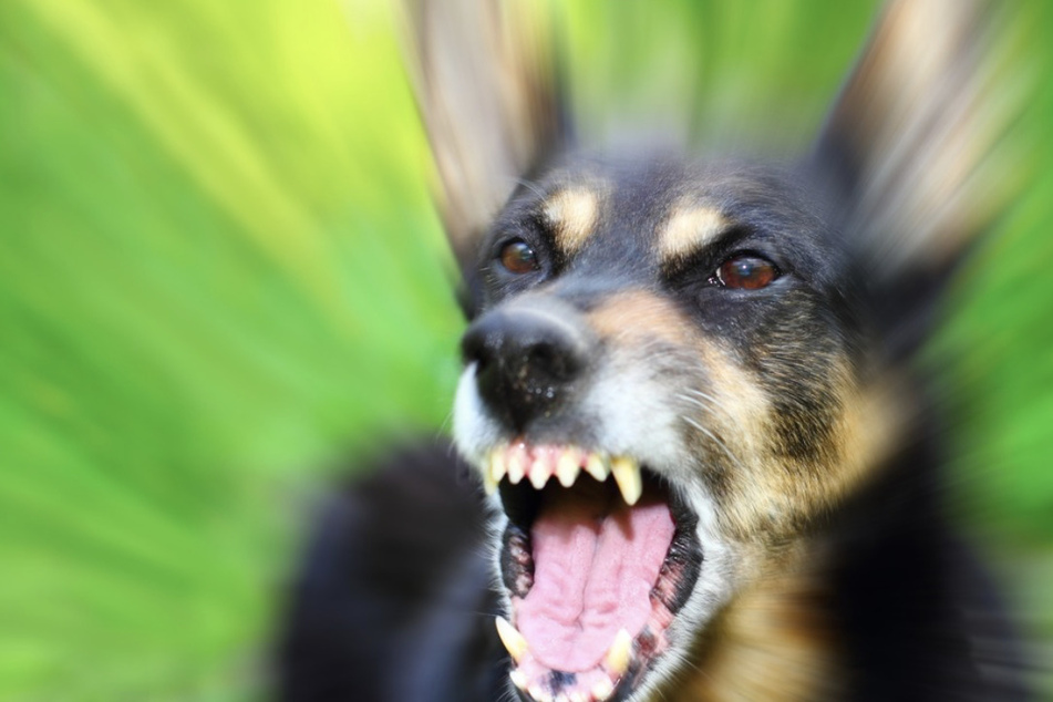 Der Mann hetzte seinen Hund auf die Frau, nachdem diese sich auf sein "Privat-Gelände" bewegt hatte. (Symbolbild)