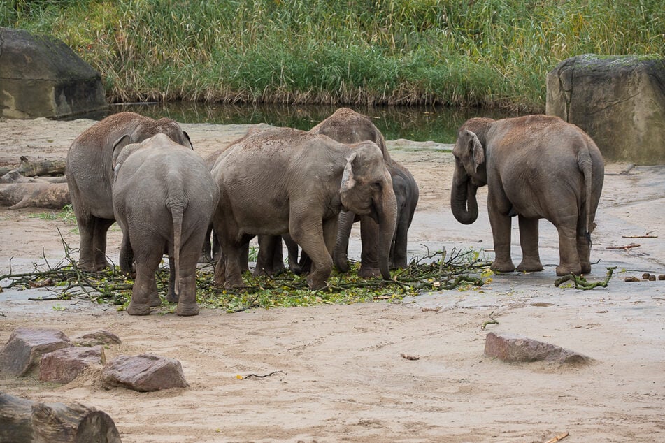 Im Kölner Zoo leben derzeit 13 Elefanten.