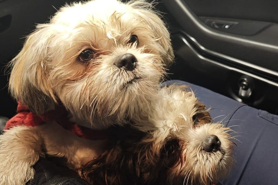 Zwei Vierbeiner auf Abwegen: Die Bolonka-Zwetna-Hunde liefen davon.