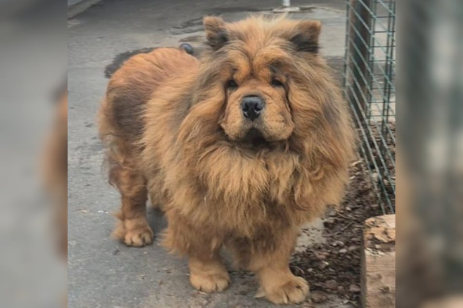 So sieht Leo aktuell nicht mehr aus. Seine Haarpracht musste dem armen Rüden abrasiert werden.